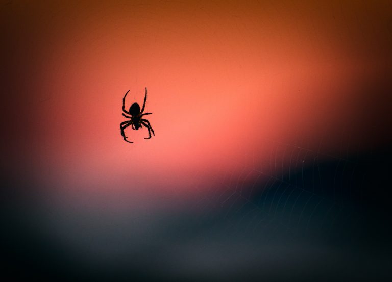 what-do-dreams-about-spiders-mean-dream-interpretation