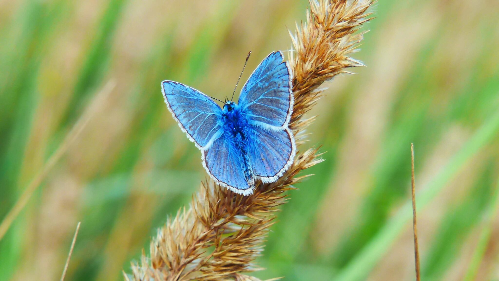 butterfly-meaning-understanding-the-symbolism-of-butterflies-keen